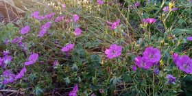 Geranium cinereum 'Penny Lane'